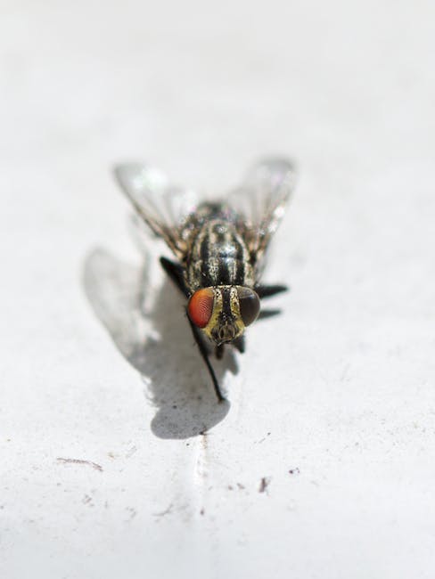 A close-up image of a common housefly resting on a white surface, showing detailed features such as its greyish-black thorax with fine hair-like structures, transparent wings with visible veins, large compound eyes with reddish-brown coloration, and black legs. The fly's body appears slightly textured, and the white background emphasizes its detailed anatomy. This scene offers a clear view of an insect often associated with waste and rubbish environments, relevant to waste disposal and pest control services offered by Waste Disposal Pimlico, particularly in contexts of on-site clearance or managing pest issues related to rubbish accumulation.